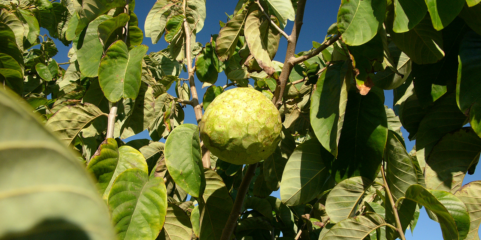 Bolivian Cherimoya