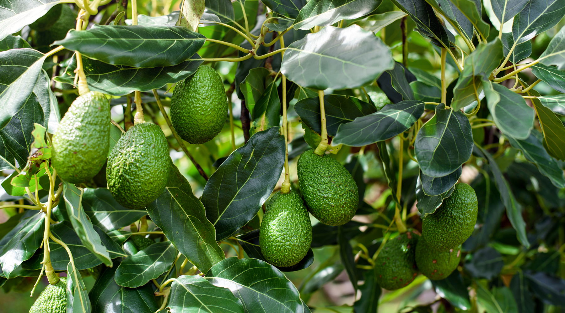 菊地元野 AVOCADO BORDER Y鉢　raw life factory 菊地元野 AVOCADO BORDER Y鉢 raw life factory