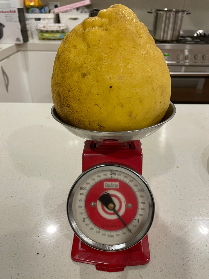 Ponderosa Giant Lemon Plant - A Citrus Marvel