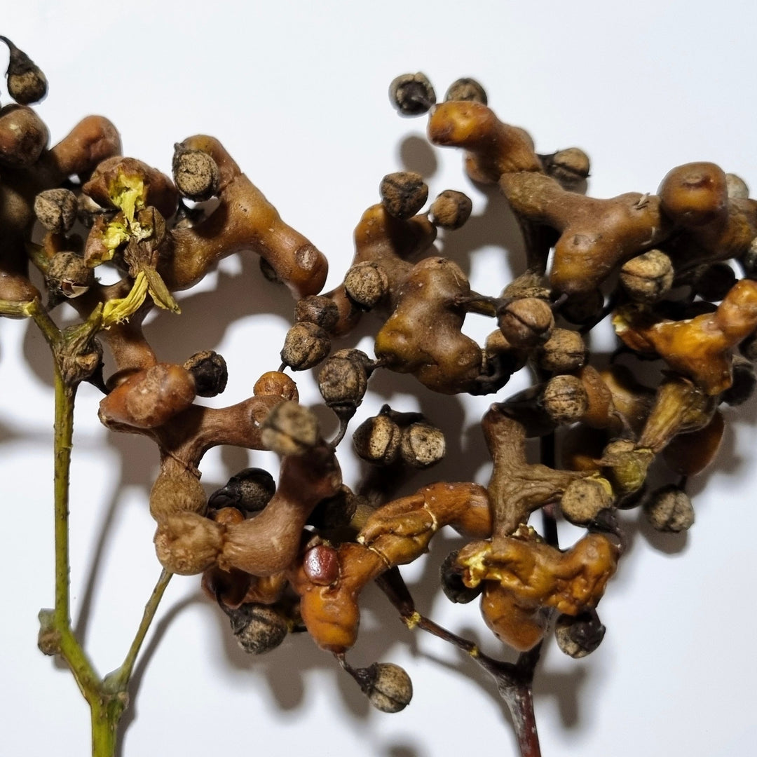 Japanese Raisin Plant
