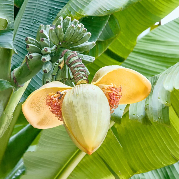 Basjoo - Banana Plant - Forestique Tropicold Banana