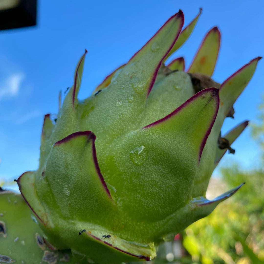 Red Dragonfruit Magenta Flesh - Rooted in Pot