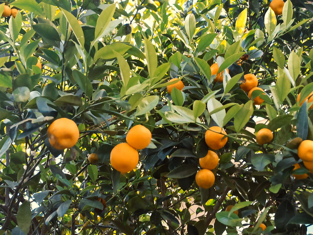 Meiwa Kumkuat- Grafted and Matured