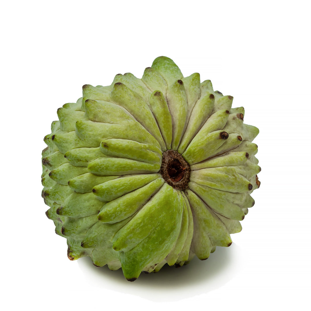 Atemoya Plant - African Pride Seedling