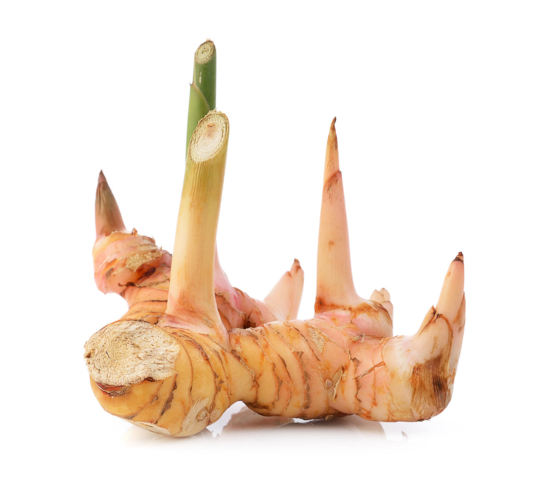Galangal - Thai Ginger (Established Plant)