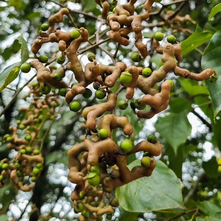 Japanese Raisin Plant