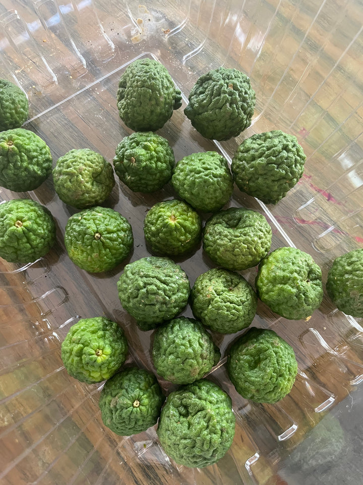 Fresh NZ Grown Kaffir Limes Citrus x 5