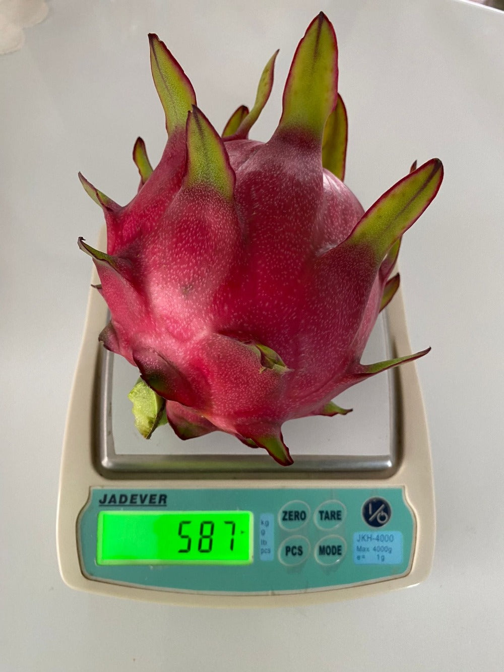 Red Dragonfruit Magenta Flesh - Rooted in Pot