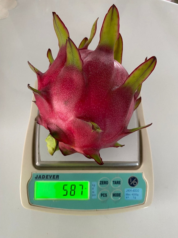 Red Dragonfruit Magenta Flesh - Rooted in Pot