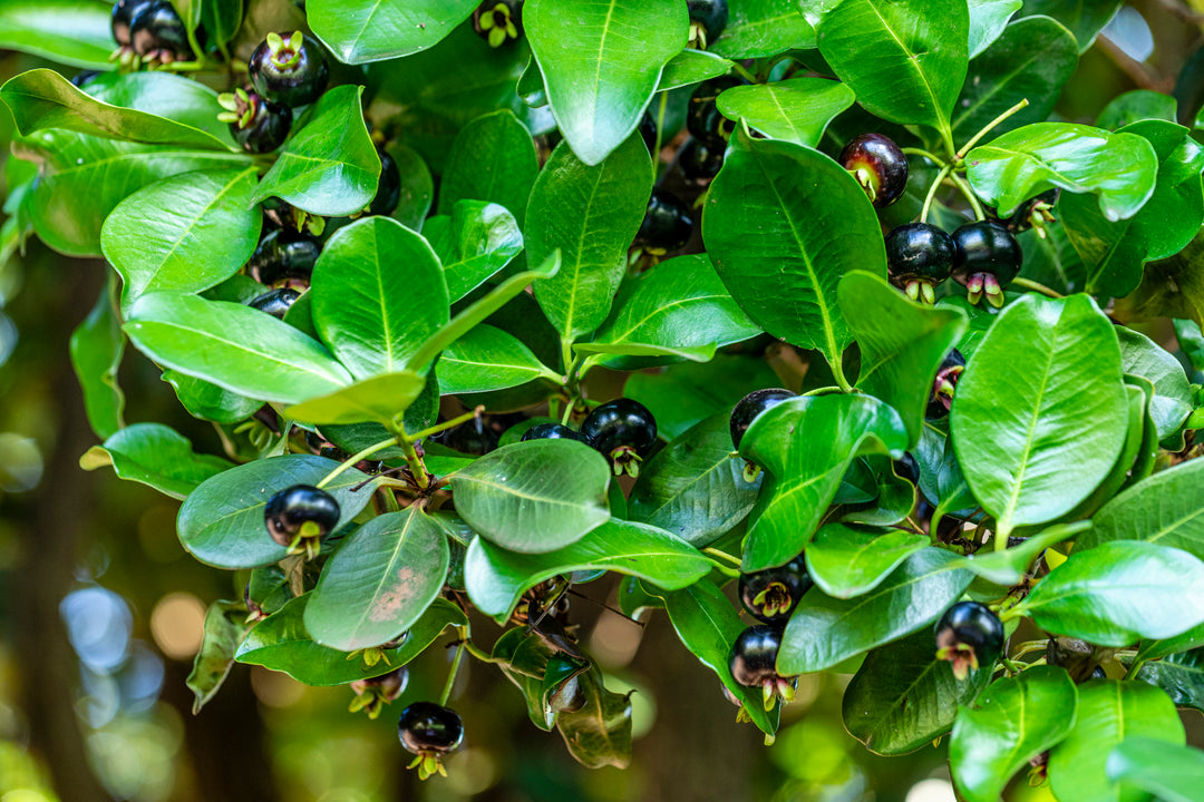 Grumichama - Brazilian Cherry