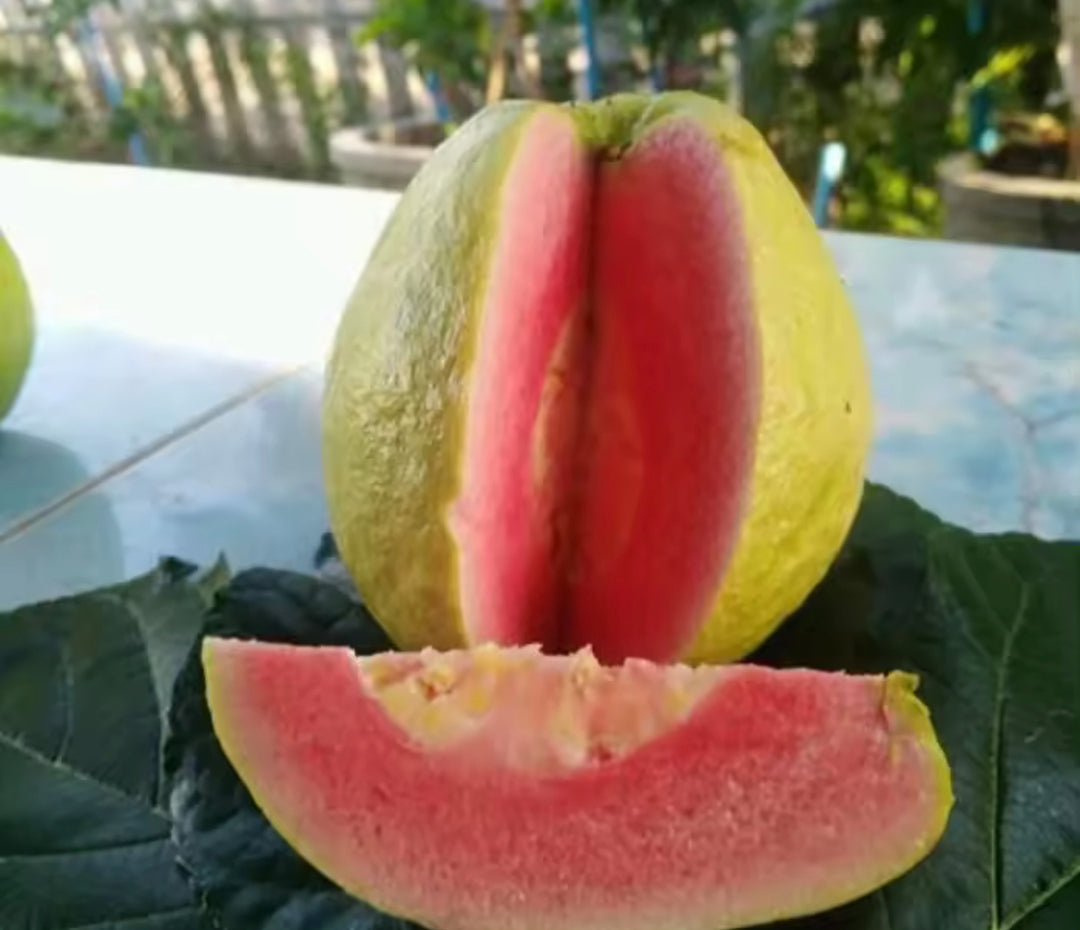 Taiwan Pink Guava - Large & Delicious