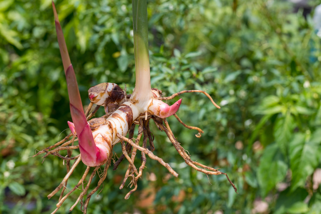 Galangal - Thai Ginger (Established Plant)