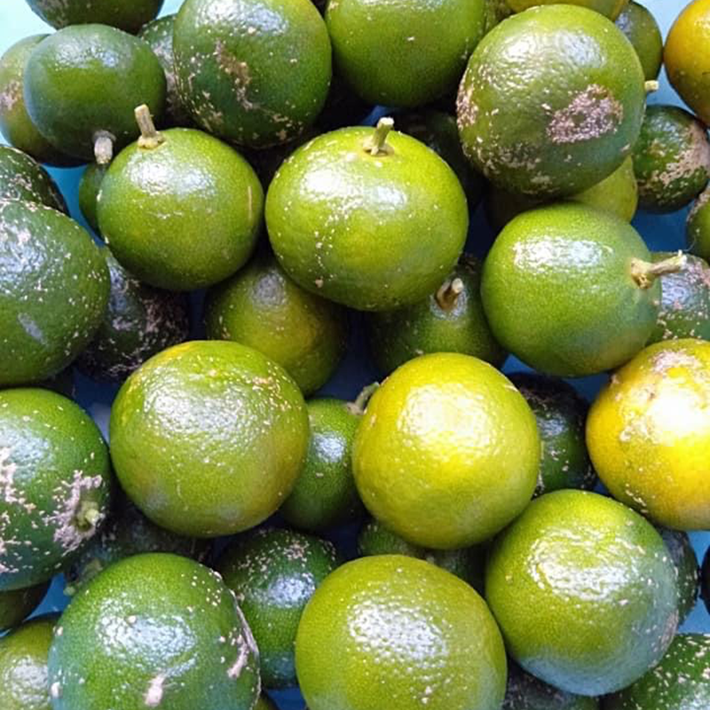 Fresh NZ Grown Calamansi Citrus