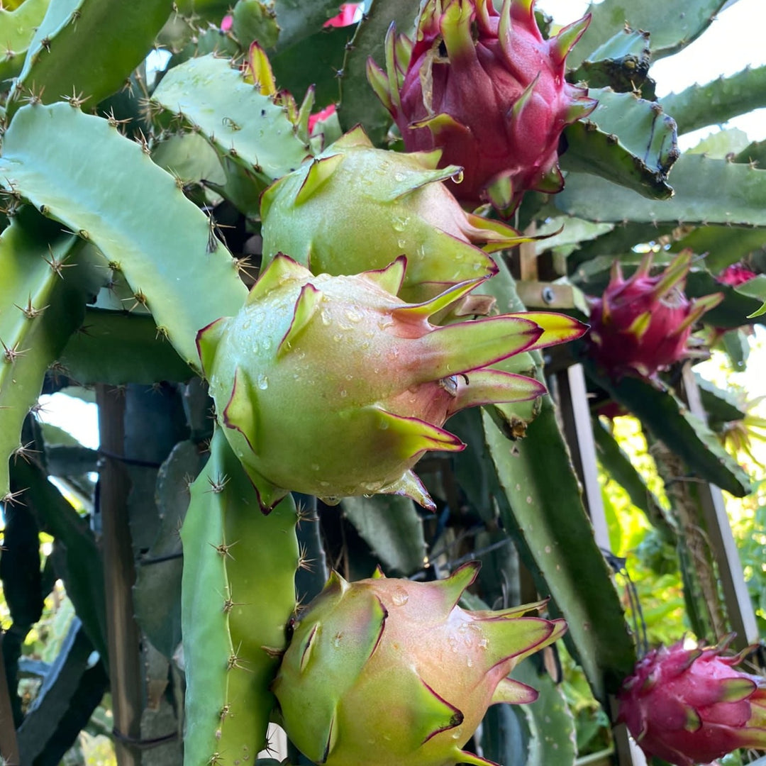 Red Dragonfruit Magenta Flesh - Rooted in Pot