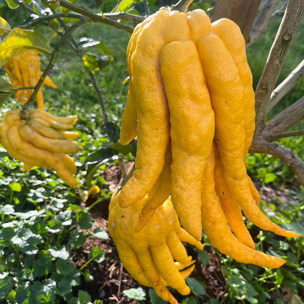 Fresh NZ Grown Buddha's Hand Lemon