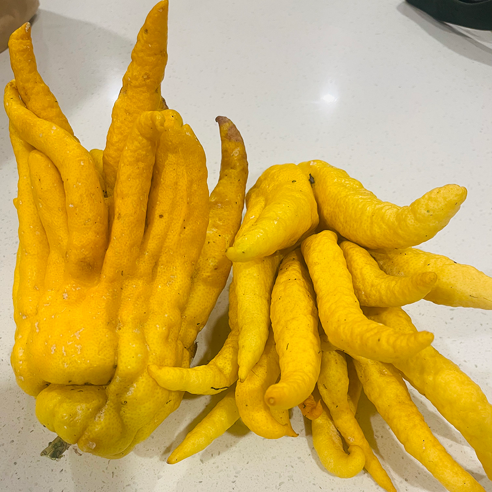 Fresh NZ Grown Buddha's Hand Lemon
