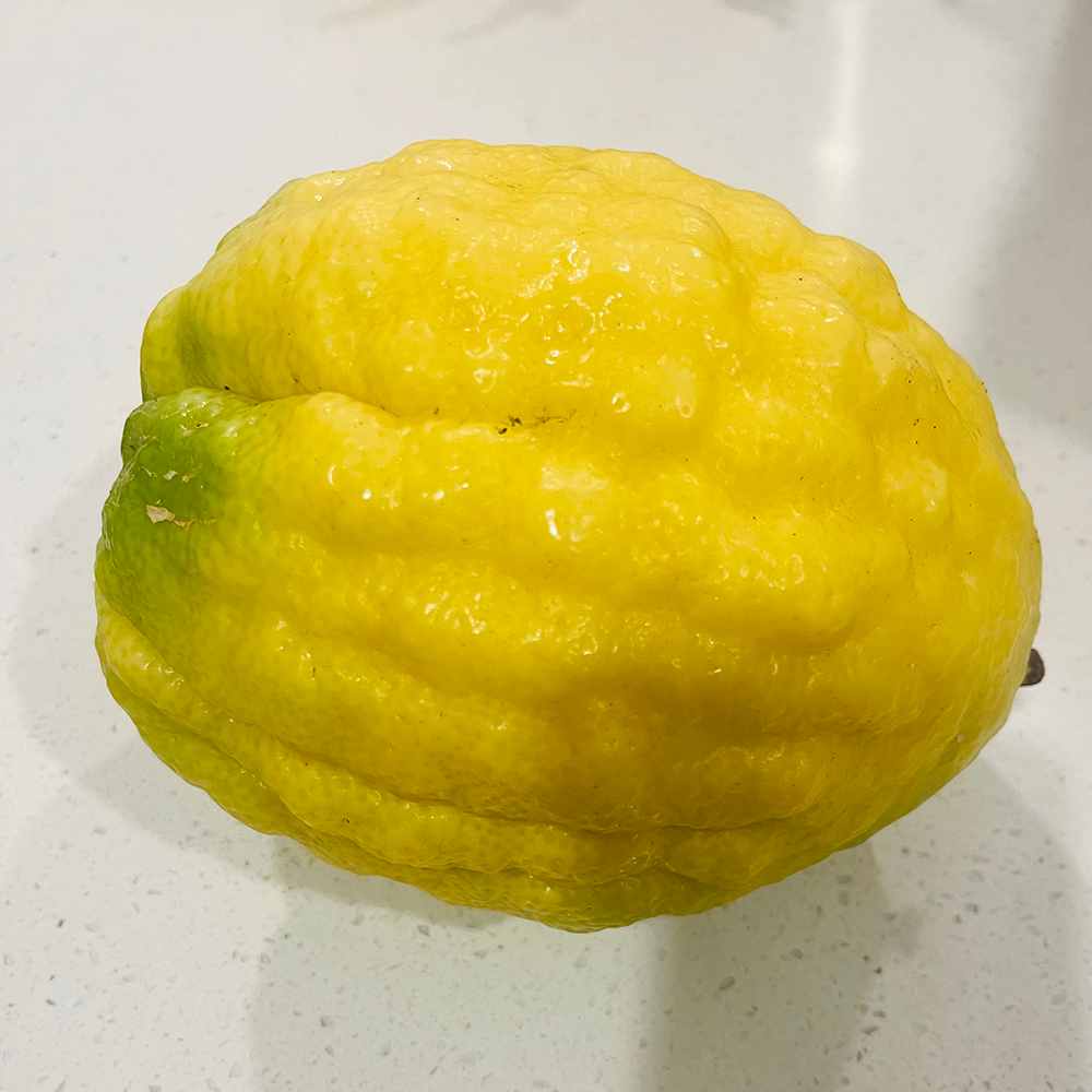 Fresh NZ Grown Citron Etrog Jewish Lime