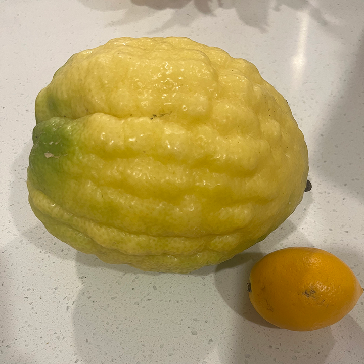 Fresh NZ Grown Citron Etrog Jewish Lime compared to a normal sized fruit