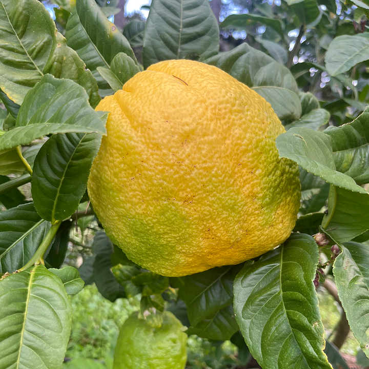 Fresh NZ Grown Citron Etrog Jewish Lime