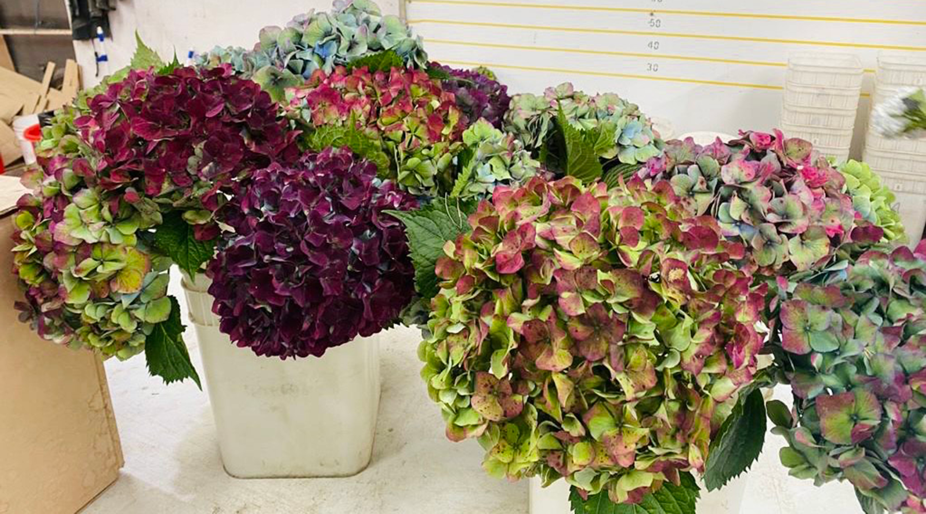 Exotica NZ Fresh Flower Nursery  Hydrangeas for Sale