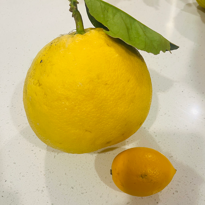 Fresh NZ Grown Ponderosa Lemon