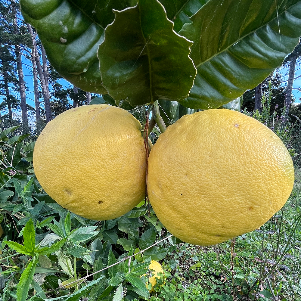 Fresh NZ Grown Ponderosa Lemon