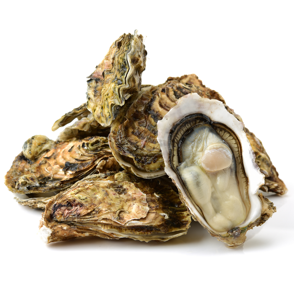 Fresh NZ Pacific Oysters - 10 Dozen