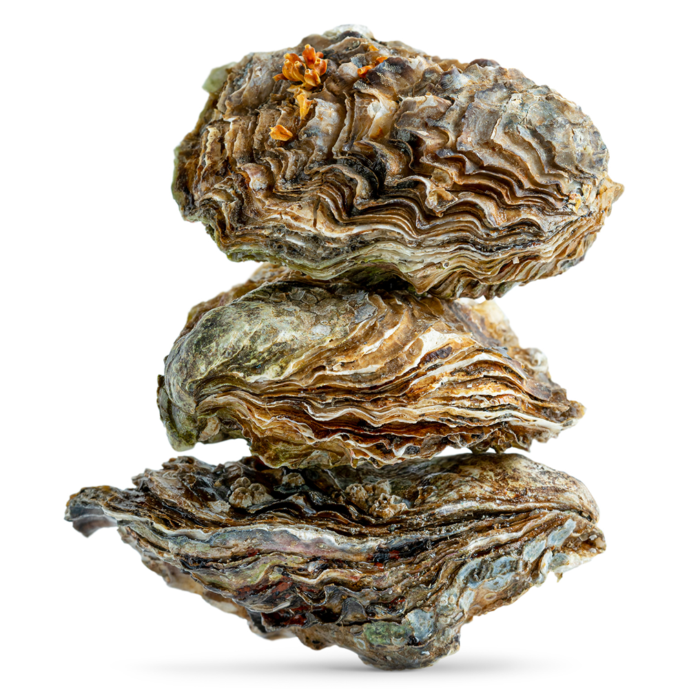 Fresh NZ Pacific Oysters - 5 Dozen