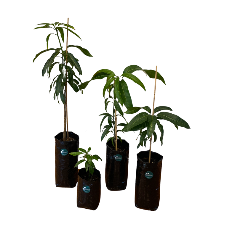 Kesar Mango Plant