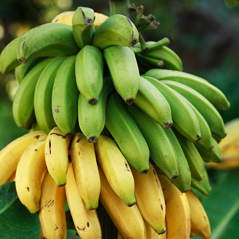 Rajapuri- Banana - Creamy, Sweet Tasting Fruit and Dwarfing
