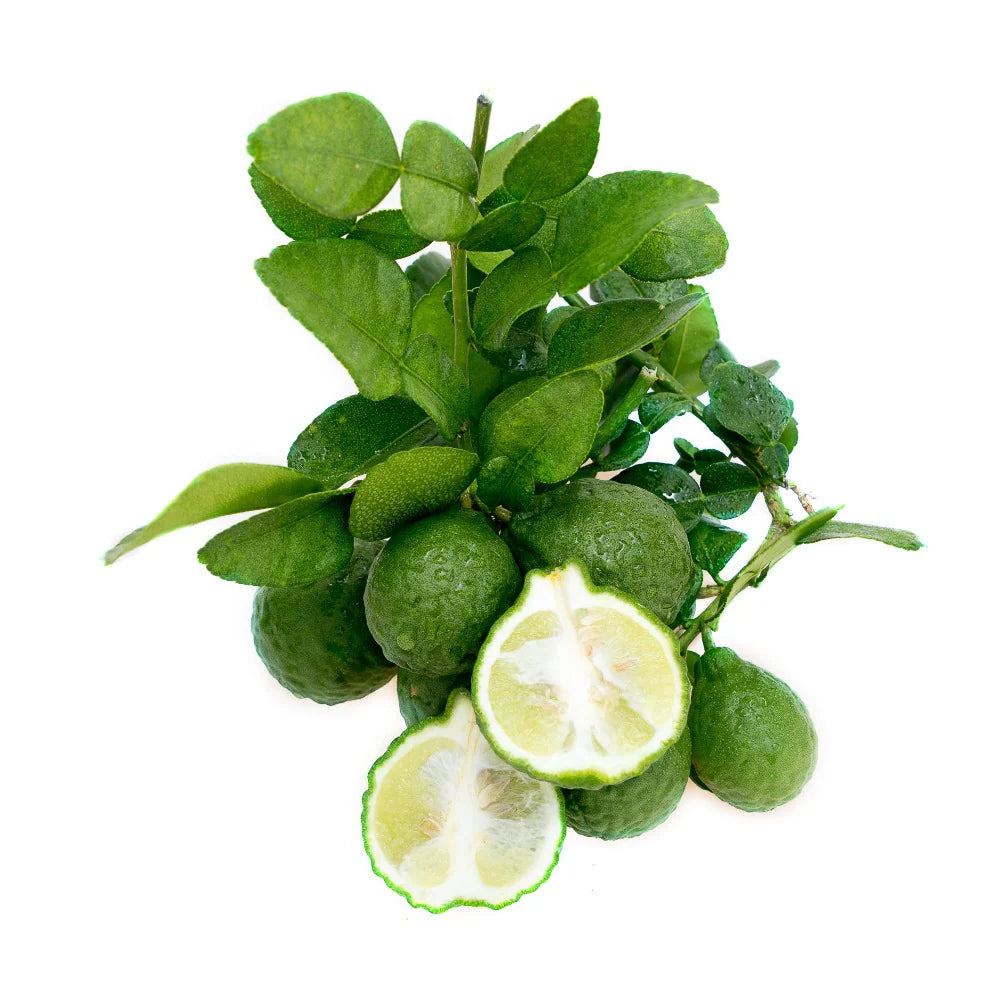 Fresh NZ Grown Kaffir Lime Leaves