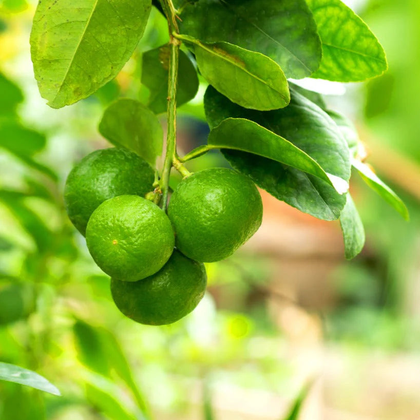 Fresh NZ Grown Key Lime Citrus