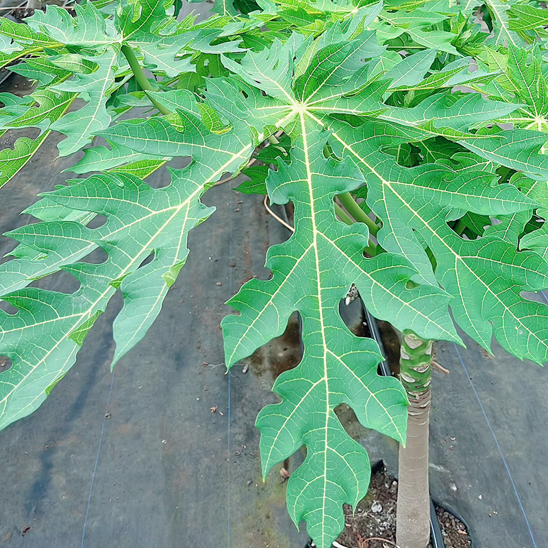 Fresh NZ Grown Papaya Leaves