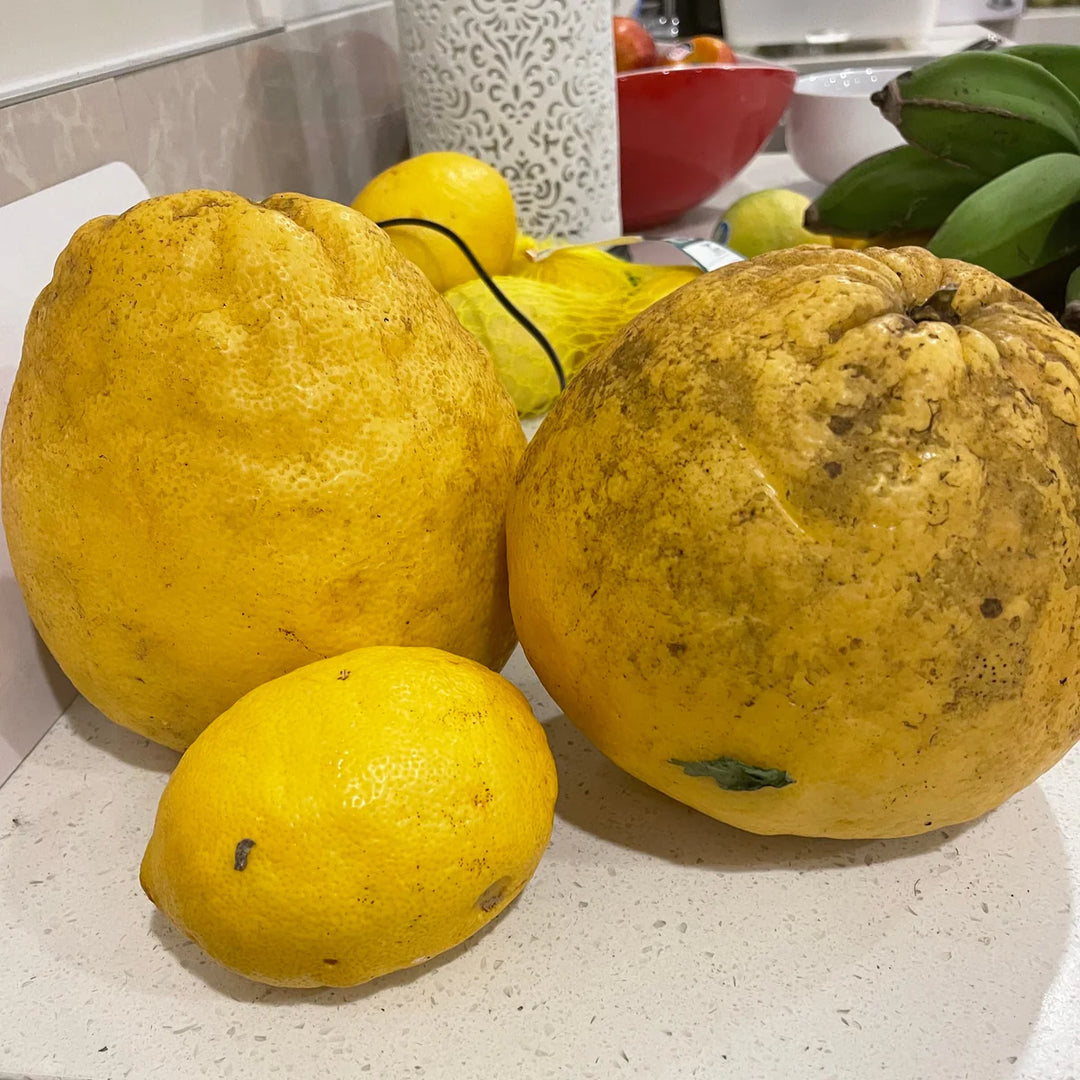Fresh NZ Grown Ponderosa Lemon