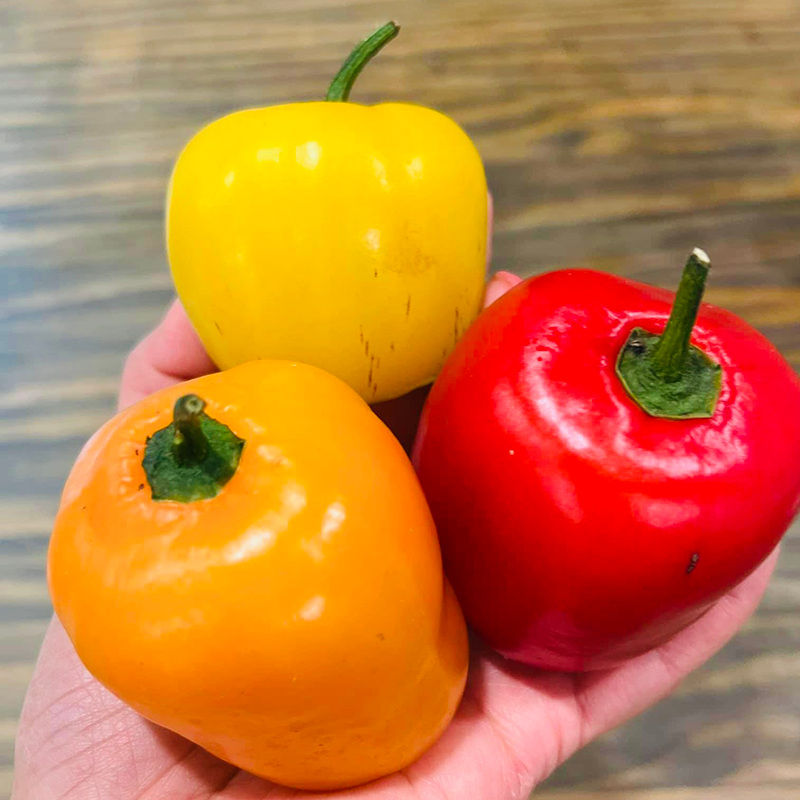 Fresh NZ Grown Rocotos Hot Chillies
