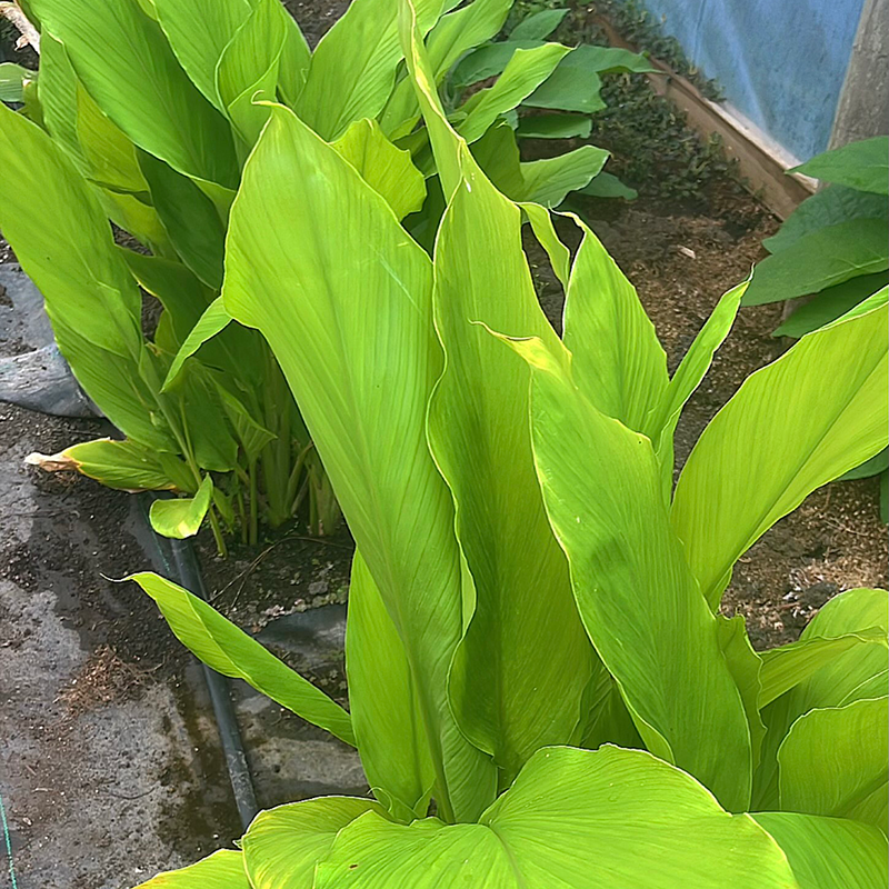 Fresh NZ Grown Turmeric Leaves