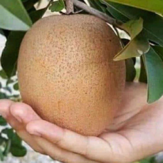 Sapodilla Mega Plant
