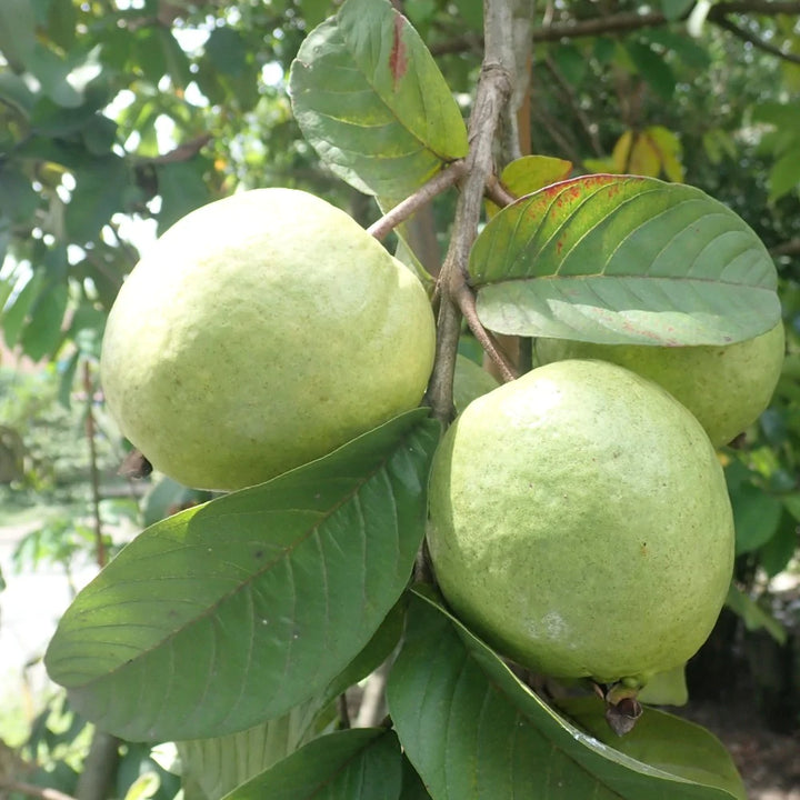 Red Flesh Arka Kiran L46 Guava - Air Layered & Cold Tolerant