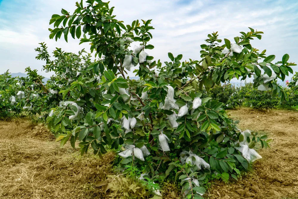 Red Flesh Arka Kiran L46 Guava - Air Layered & Cold Tolerant