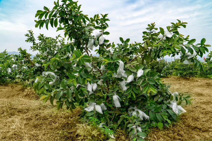 Red Flesh Arka Kiran L46 Guava - Air Layered & Cold Tolerant