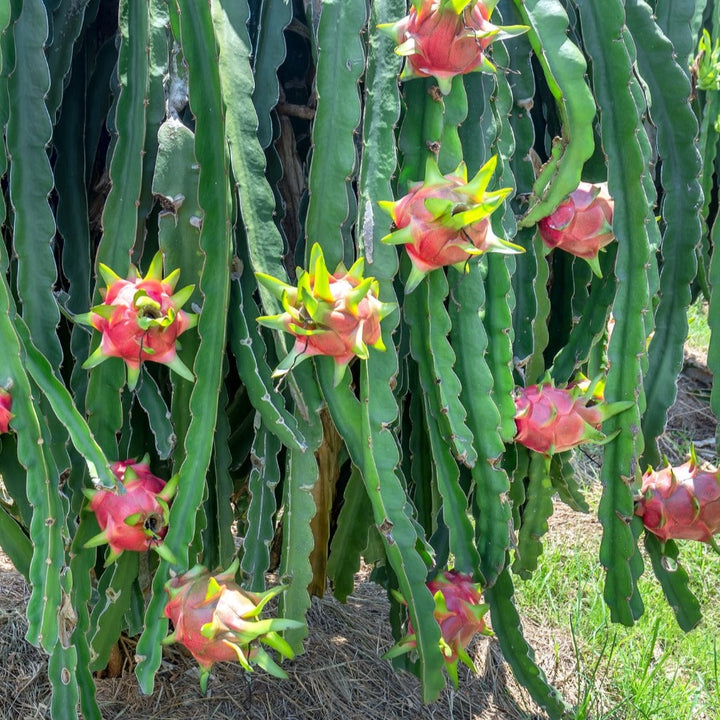 Red Dragonfruit