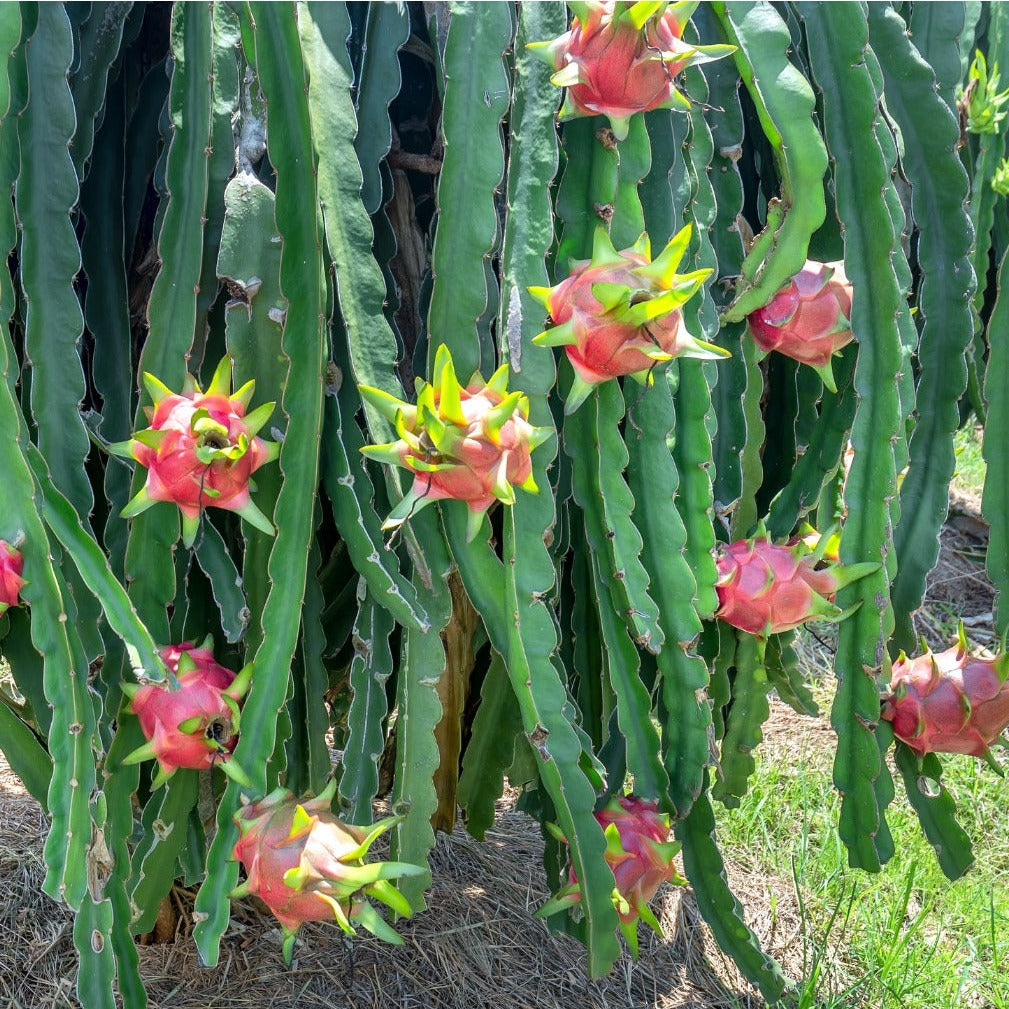 White Dragonfruit - Rooted in Pot
