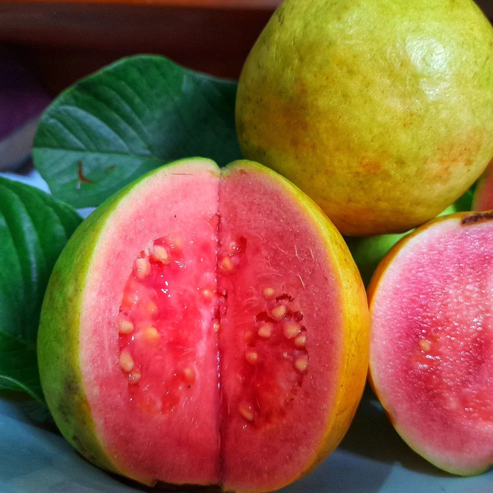 Red Flesh Arka Kiran L46 Guava - Air Layered & Cold Tolerant