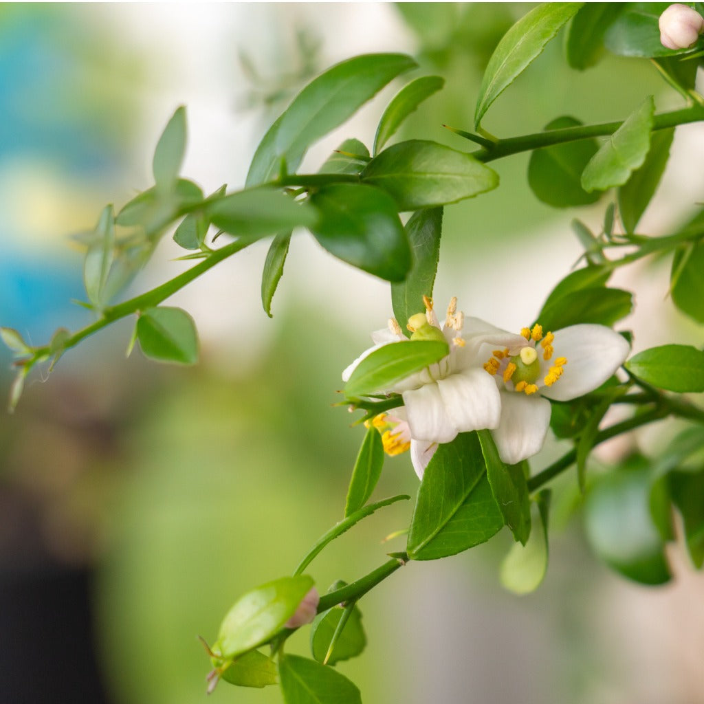 Australian Finger Lime - Grafted & Matured