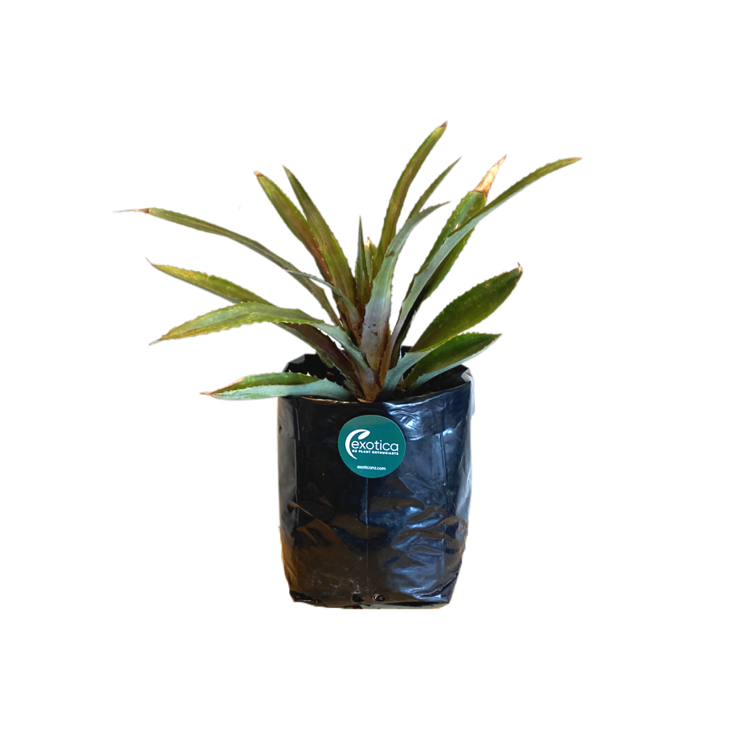Red Pineapple (Cold Tolerant)