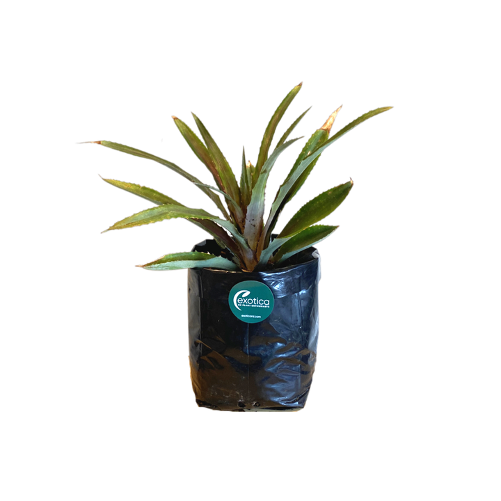 Red Pineapple (Cold Tolerant)
