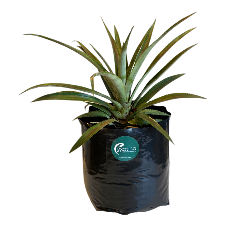 Queen Pineapple
