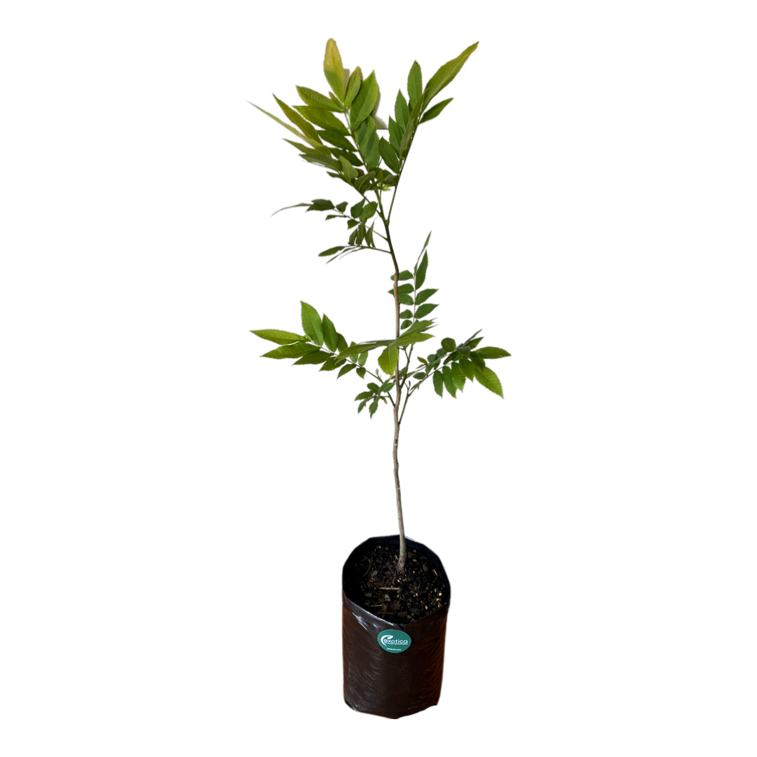 Pecan Nut - Large