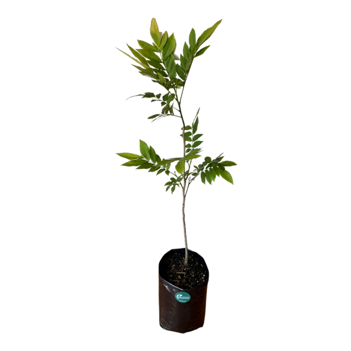 Pecan Nut - Large