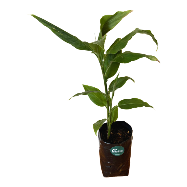 Myoga Japanese Ginger